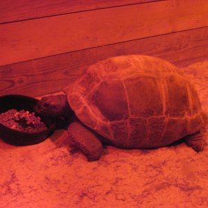 ALDABRA BREEDER