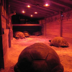 ALDABRA BREEDER