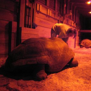 ALDABRA BREEDER