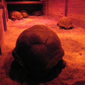 ALDABRA BREEDER