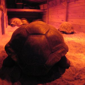ALDABRA BREEDER
