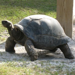 ALDABRA BREEDER