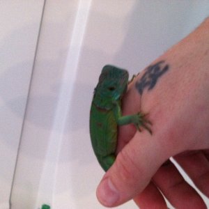 Lil green