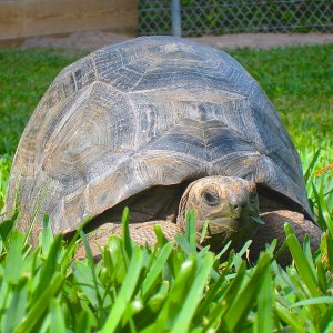 ALDABRA BREEDER