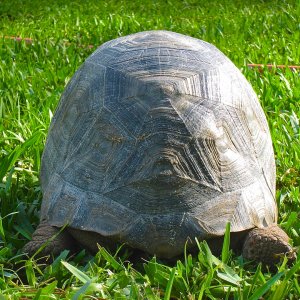 ALDABRA BREEDER