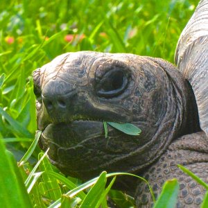 ALDABRA BREEDER