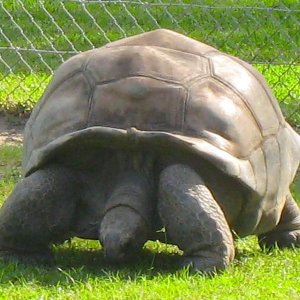 ALDABRA BREEDER