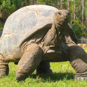 ALDABRA BREEDER