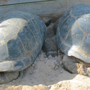 ALDABRA BREEDER