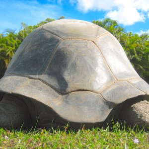ALDABRA BREEDER