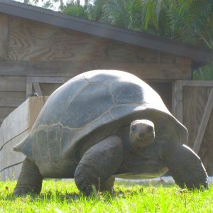 ALDABRA BREEDER