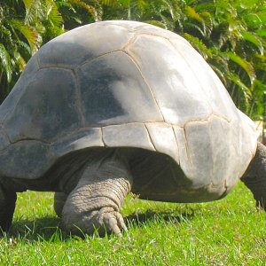 ALDABRA BREEDER
