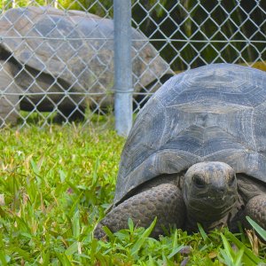 ALDABRA BREEDER