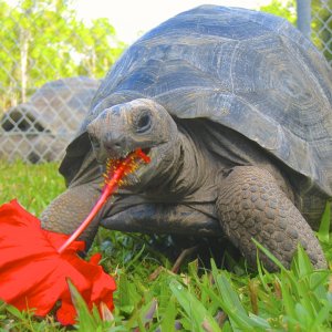 ALDABRA BREEDER