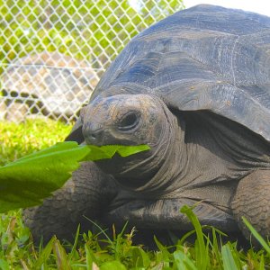 ALDABRA BREEDER