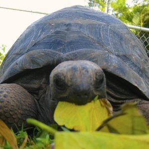 ALDABRA BREEDER
