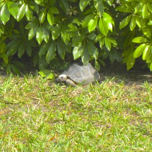ALDABRA BREEDER
