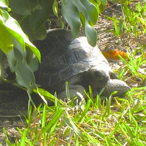 ALDABRA BREEDER