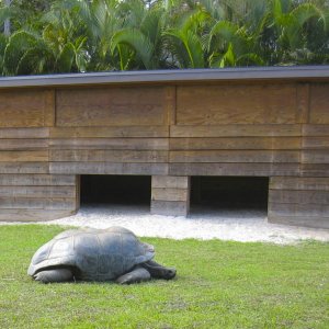 ALDABRA BREEDER