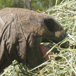 ALDABRA BREEDER
