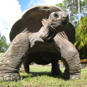 ALDABRA BREEDER