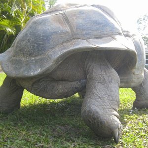 ALDABRA BREEDER