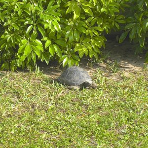 ALDABRA BREEDER