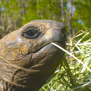 ALDABRA BREEDER