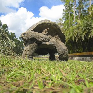 ALDABRA BREEDER