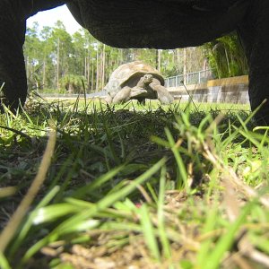 ALDABRA BREEDER