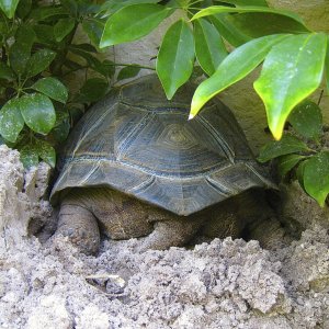 ALDABRA BREEDER