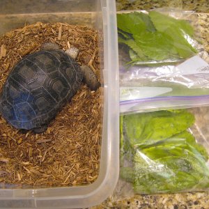 ALDABRA BREEDER