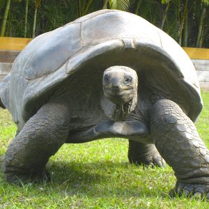 ALDABRA BREEDER