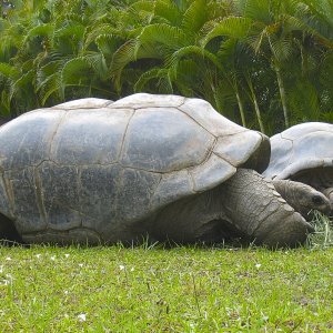 ALDABRA BREEDER