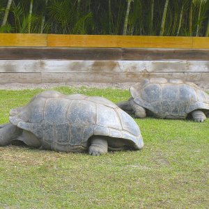 ALDABRA BREEDER