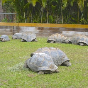 ALDABRA BREEDER