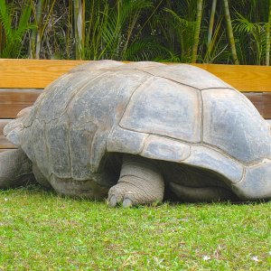 ALDABRA BREEDER