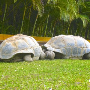 ALDABRA BREEDER