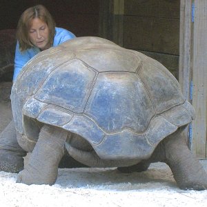 ALDABRA BREEDER