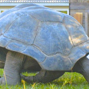 ALDABRA BREEDER