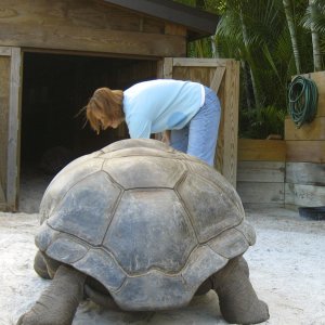 ALDABRA BREEDER