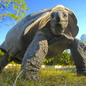 ALDABRA BREEDER
