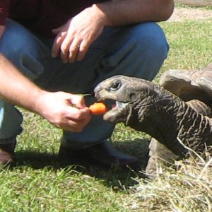 ALDABRA BREEDER