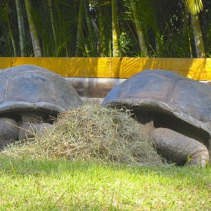 ALDABRA BREEDER