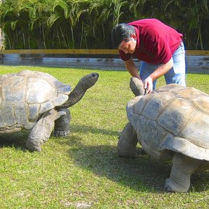 ALDABRA BREEDER