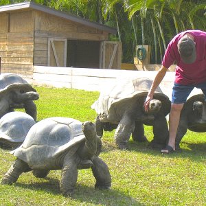 ALDABRA BREEDER