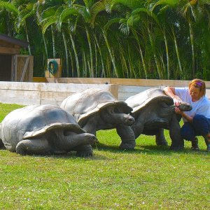 ALDABRA BREEDER
