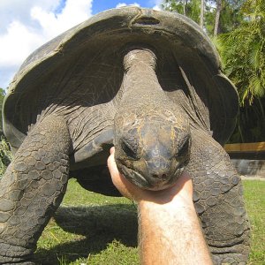 ALDABRA BREEDER