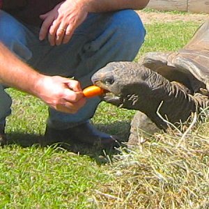 ALDABRA BREEDER