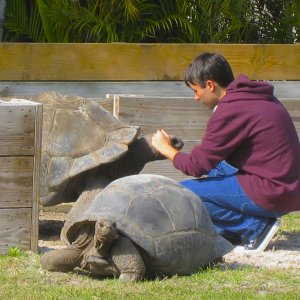 ALDABRA BREEDER